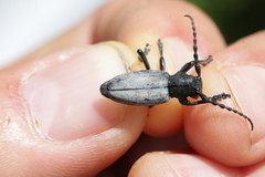 Dorcadion fuliginator