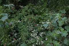 Eccremocarpus scaber