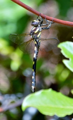 Cordulegaster dorsalis