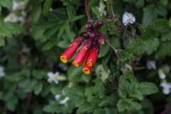 Eccremocarpus scaber