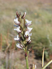 Prasophyllum suttonii
