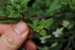 Eccremocarpus scaber