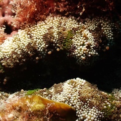 Stichodactyla tapetum