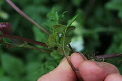 Eccremocarpus scaber