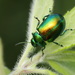Tansy Beetle - Photo (c) Mark Gurney, some rights reserved (CC BY-NC-SA)