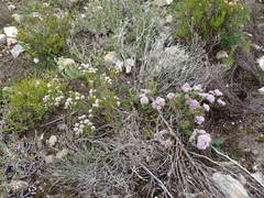 Agathosma serpyllacea