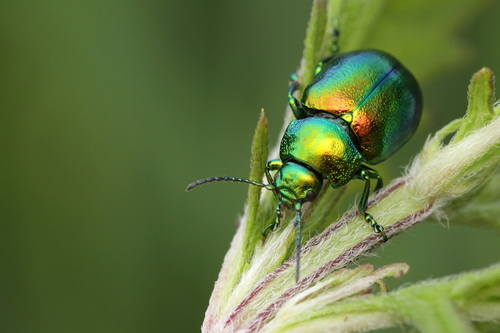 Tansy Beetle