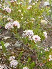 Agathosma serpyllacea