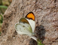 Colotis etrida