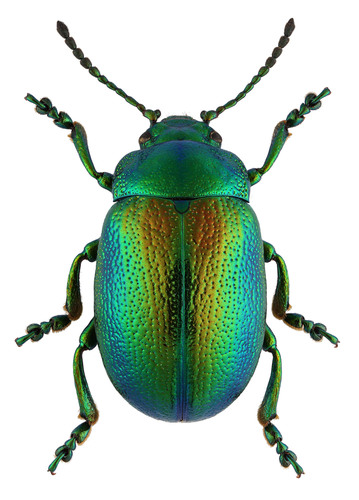 Tansy Beetle