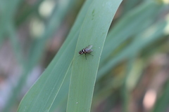 Limnophora obsignata