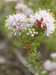 Agathosma serpyllacea