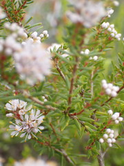 Agathosma serpyllacea
