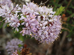 Agathosma serpyllacea