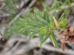 Agathosma serpyllacea