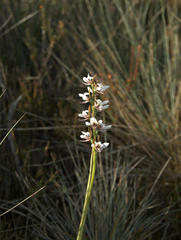 Prasophyllum suttonii