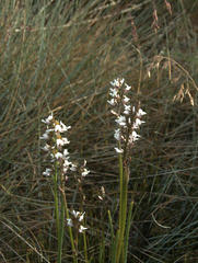 Prasophyllum suttonii