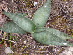 Ledebouria ensifolia