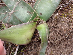 Ledebouria ensifolia