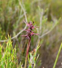 Genoplesium arrectum