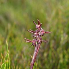 Genoplesium arrectum