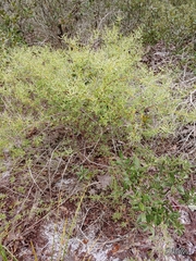 Polygonella polygama polygama