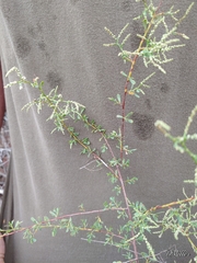 Polygonella polygama polygama