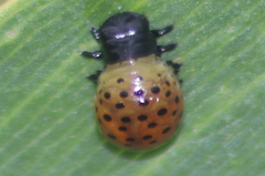 Dicranosterna picea