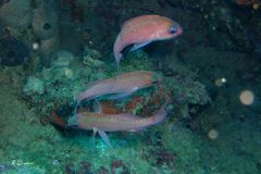 Anthias anthias