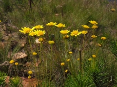 Euryops pedunculatus