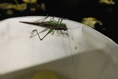 Conocephalus melaenus