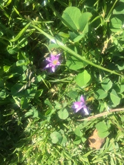 Romulea rosea australis