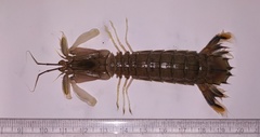Squillidae