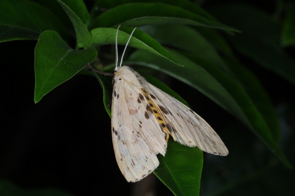Spilosoma malayana