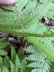 Dryopteris formosana