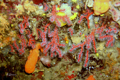 Corallium rubrum