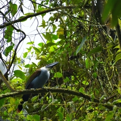 Andigena nigrirostris