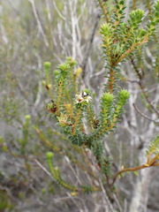 Diosma echinulata