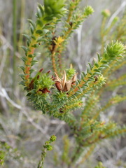 Diosma echinulata