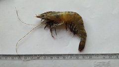 Penaeus semisulcatus