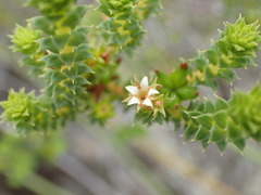 Diosma echinulata