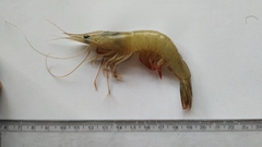Penaeus indicus