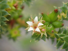 Diosma echinulata