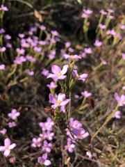 Lachnaea uniflora