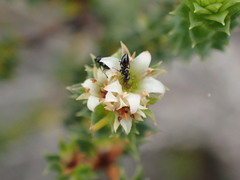 Diosma echinulata