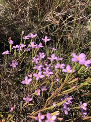 Lachnaea uniflora
