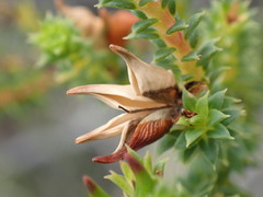 Diosma echinulata