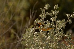 Epthianura aurifrons