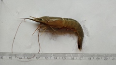 Metapenaeus dobsoni