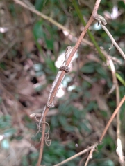 Diploderma swinhonis